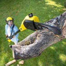 Best Tree Maintenance Programs  in Fairfax Station, VA