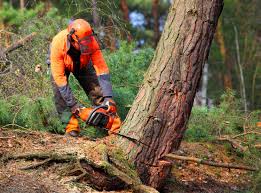 Best Tree Removal  in Fairfax Station, VA