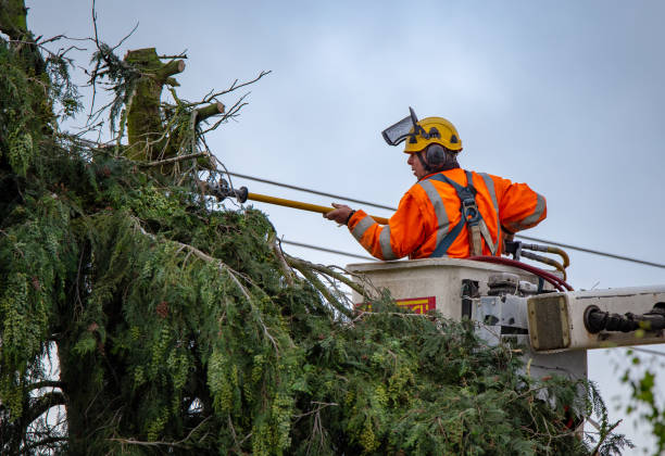 Best Tree Risk Assessment  in Fairfax Station, VA