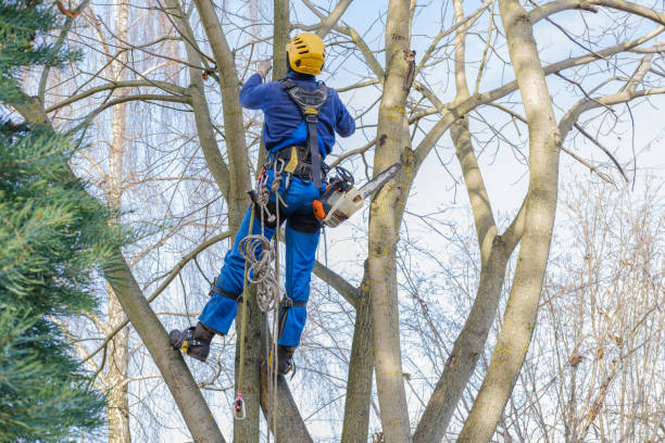 Best Hedge Trimming  in Fairfax Station, VA