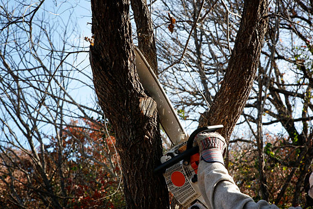 Best Storm Damage Tree Cleanup  in Fairfax Station, VA