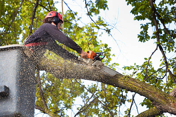 Best Arborist Consultation Services  in Fairfax Station, VA