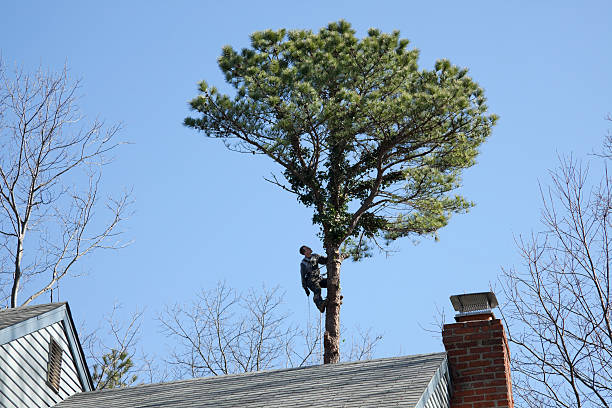 Best Tree Health Inspection  in Fairfax Station, VA