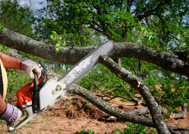 Best Storm Damage Tree Cleanup  in Fairfax Station, VA